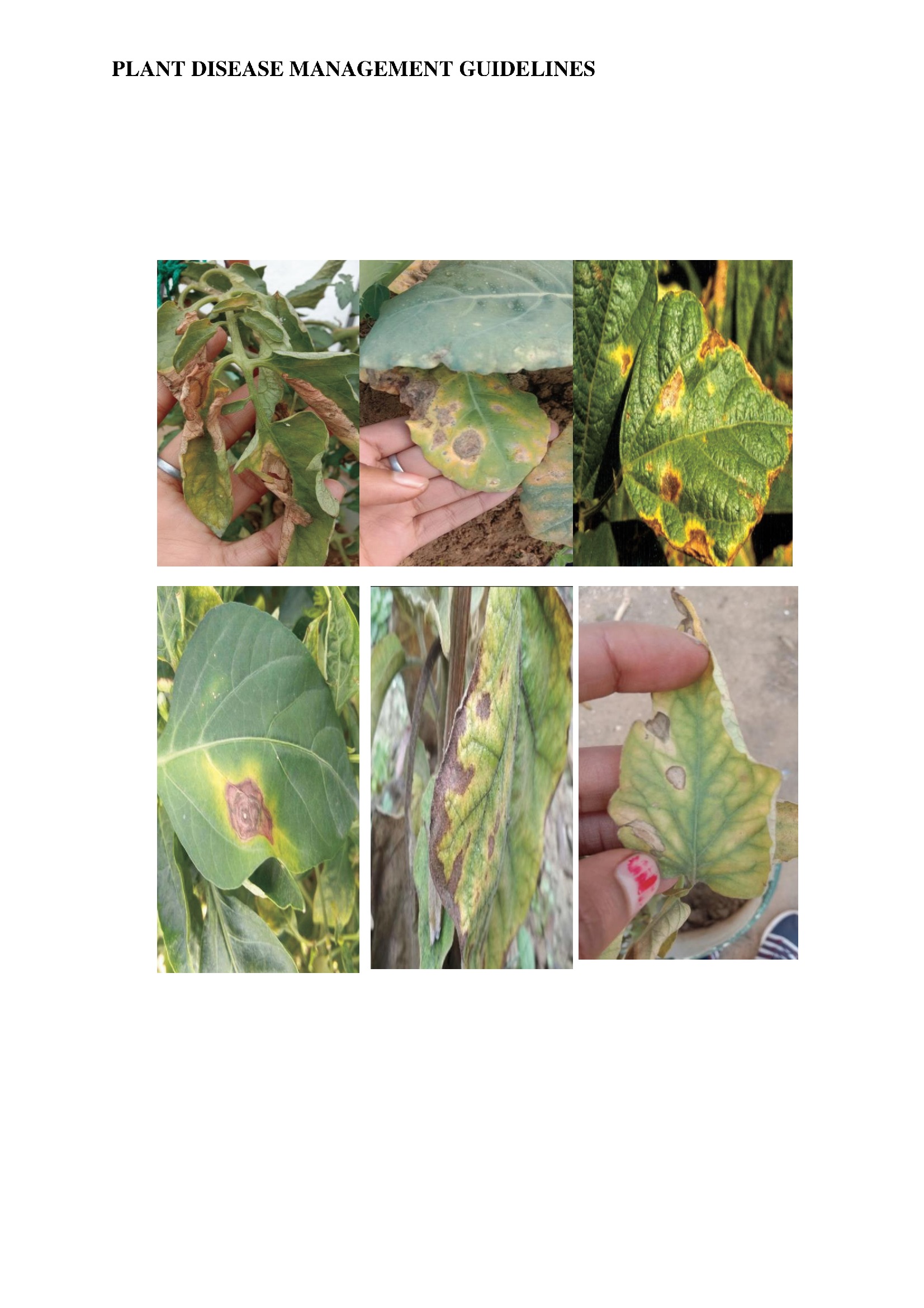 PLANT DISEASE MANAGEMENT GUIDELINES Pothi