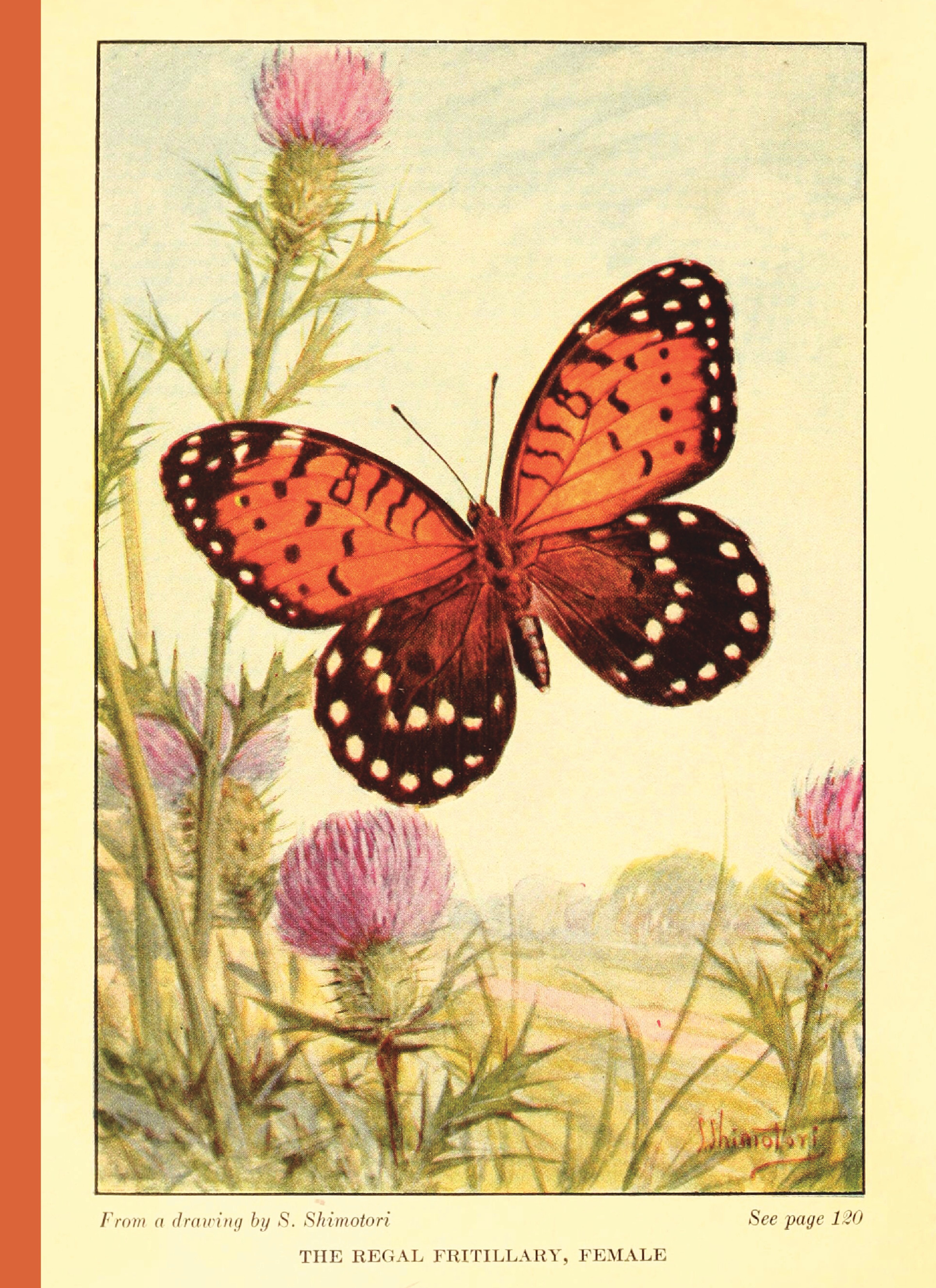 Rose Butterfly Vintage Literary Handbook Collage Decorative - Temu